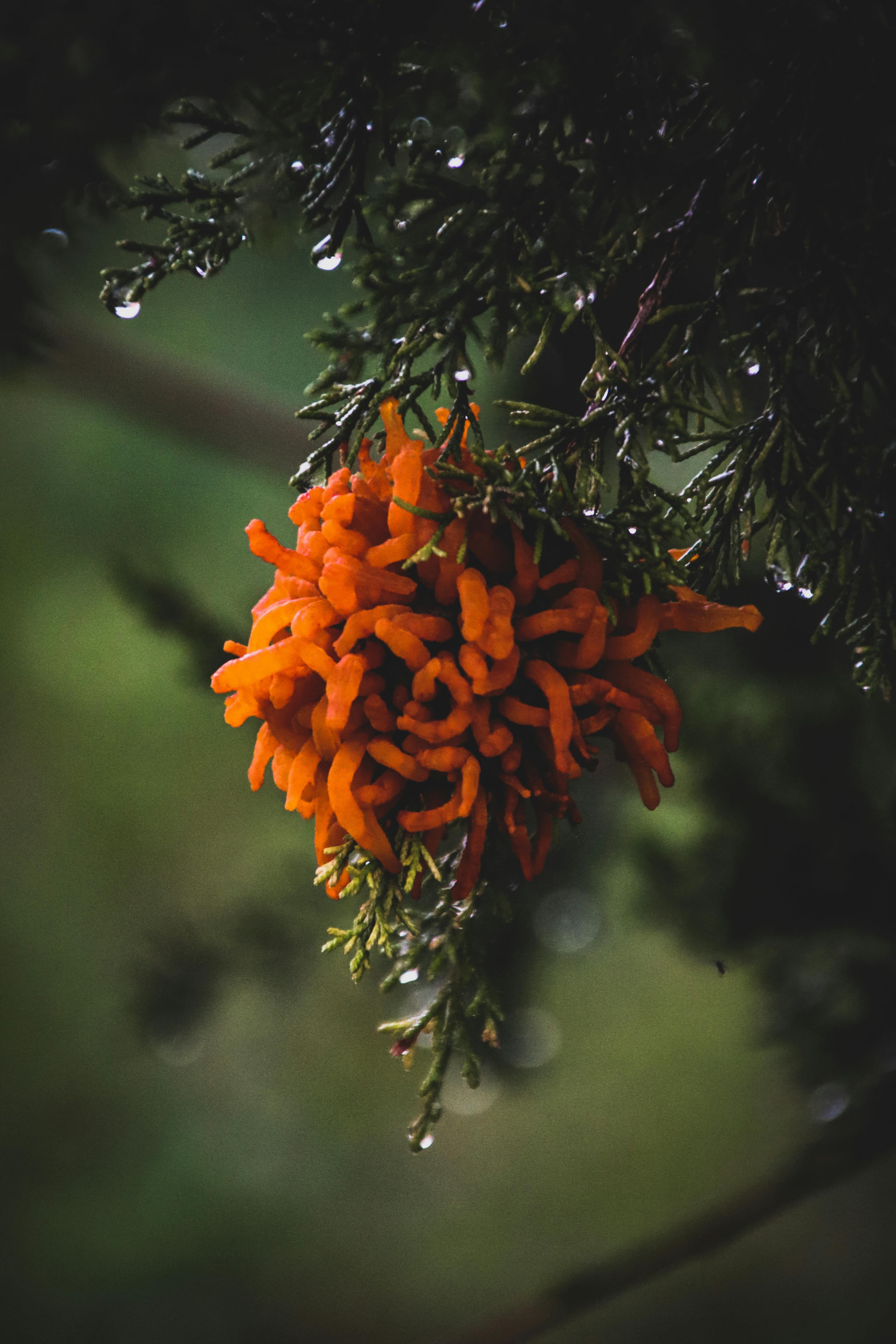 Bright orange jelly-like fungal growth emerging from a cedar branch after rain.