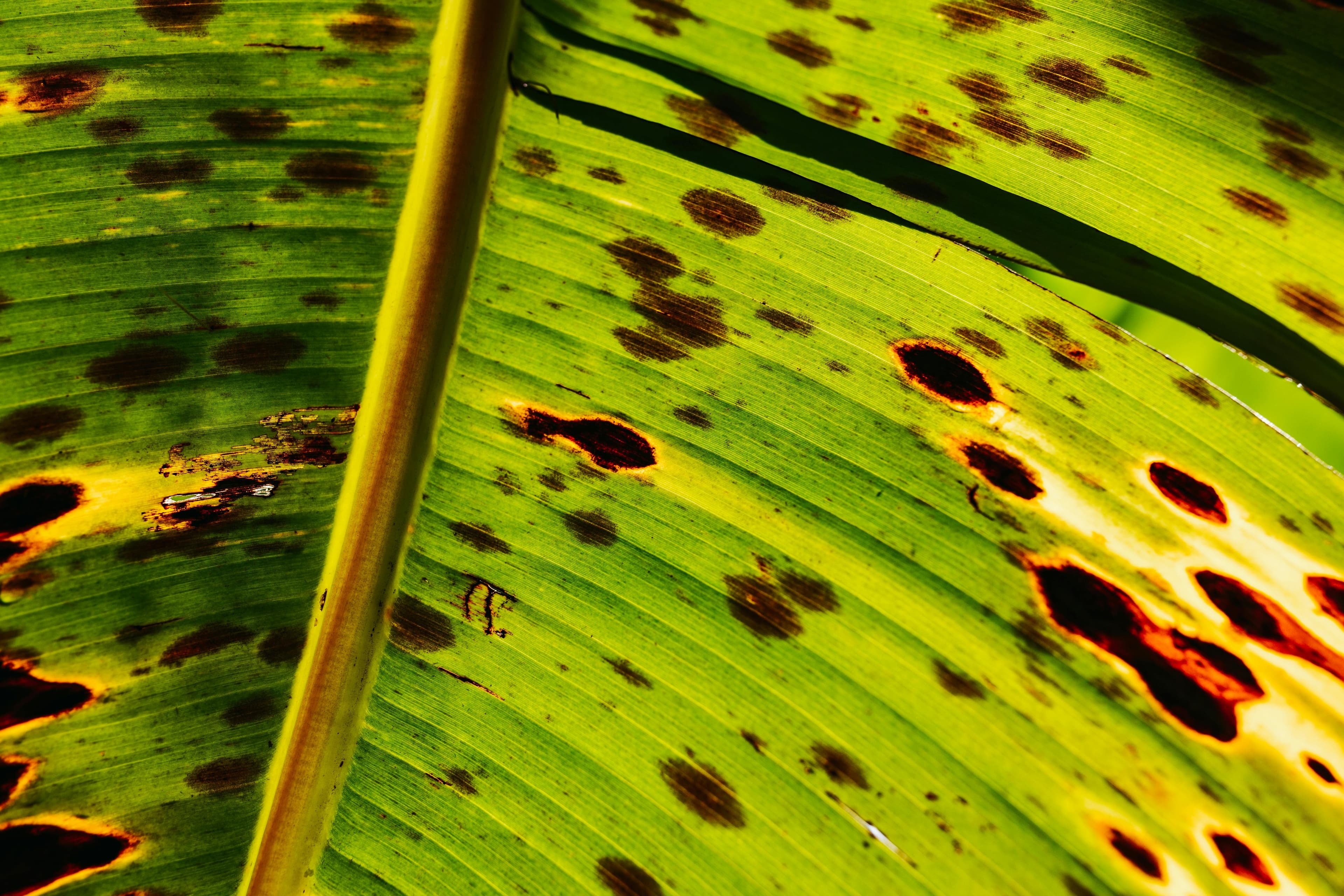 Green leaf covered in dark circular fungal spots indicating cherry leaf spot disease.