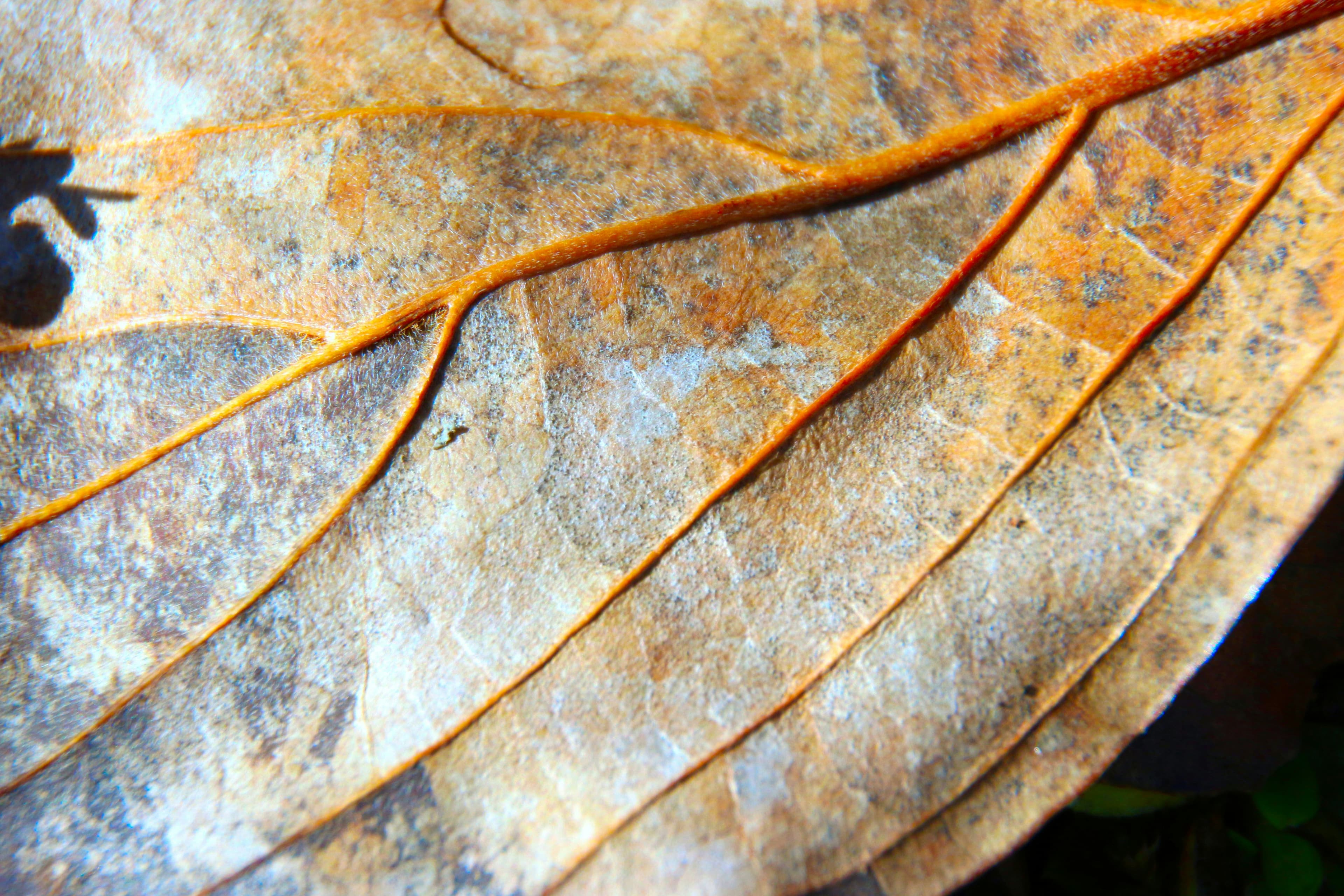 Leaf surface showing yellow-orange rust patches and discoloration from fungal infection.