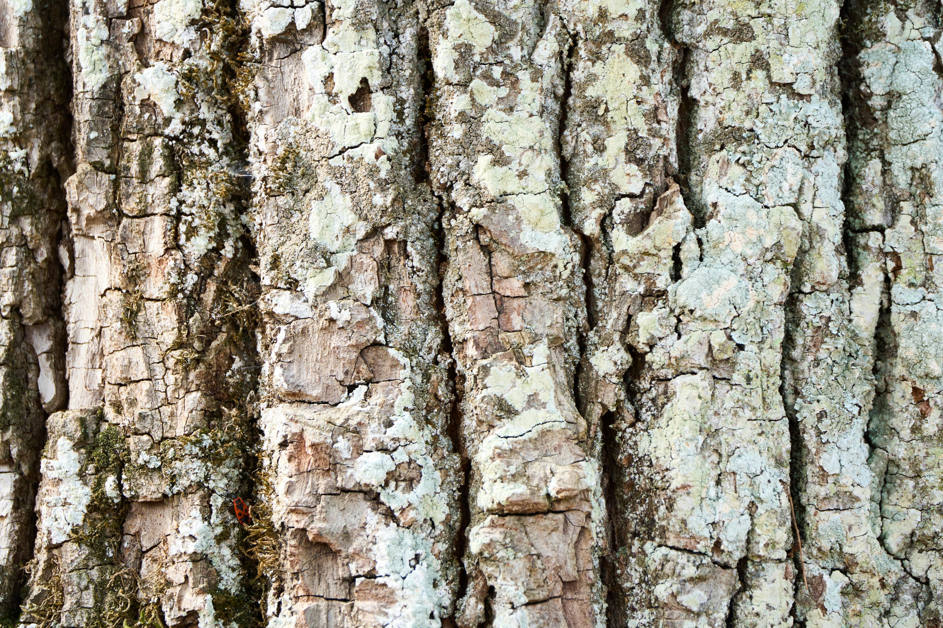 Tree bark with splitting and discoloration associated with Dutch elm disease damage.