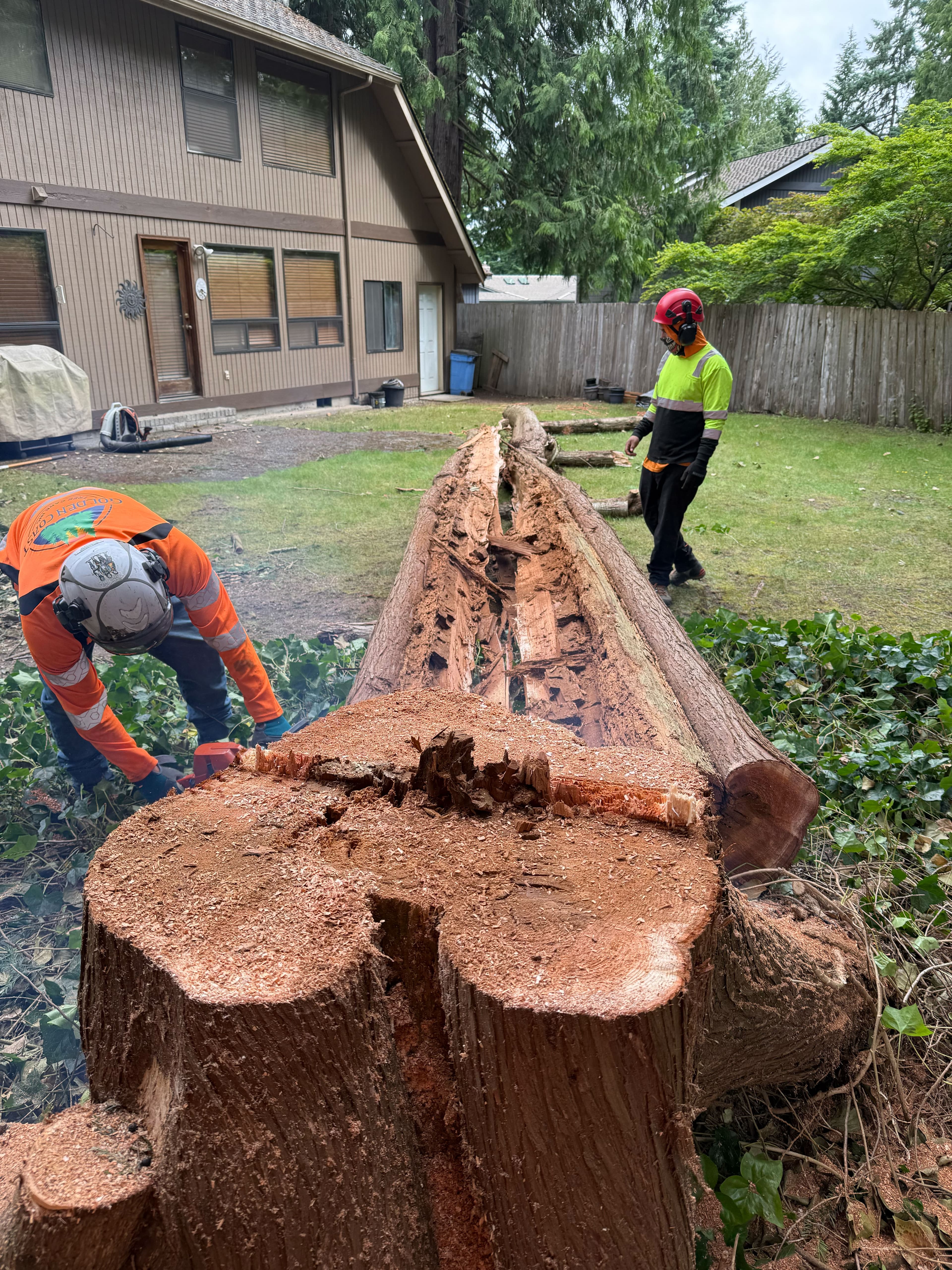 Crew cutting hollow fallen tree trunk into sections during removal service