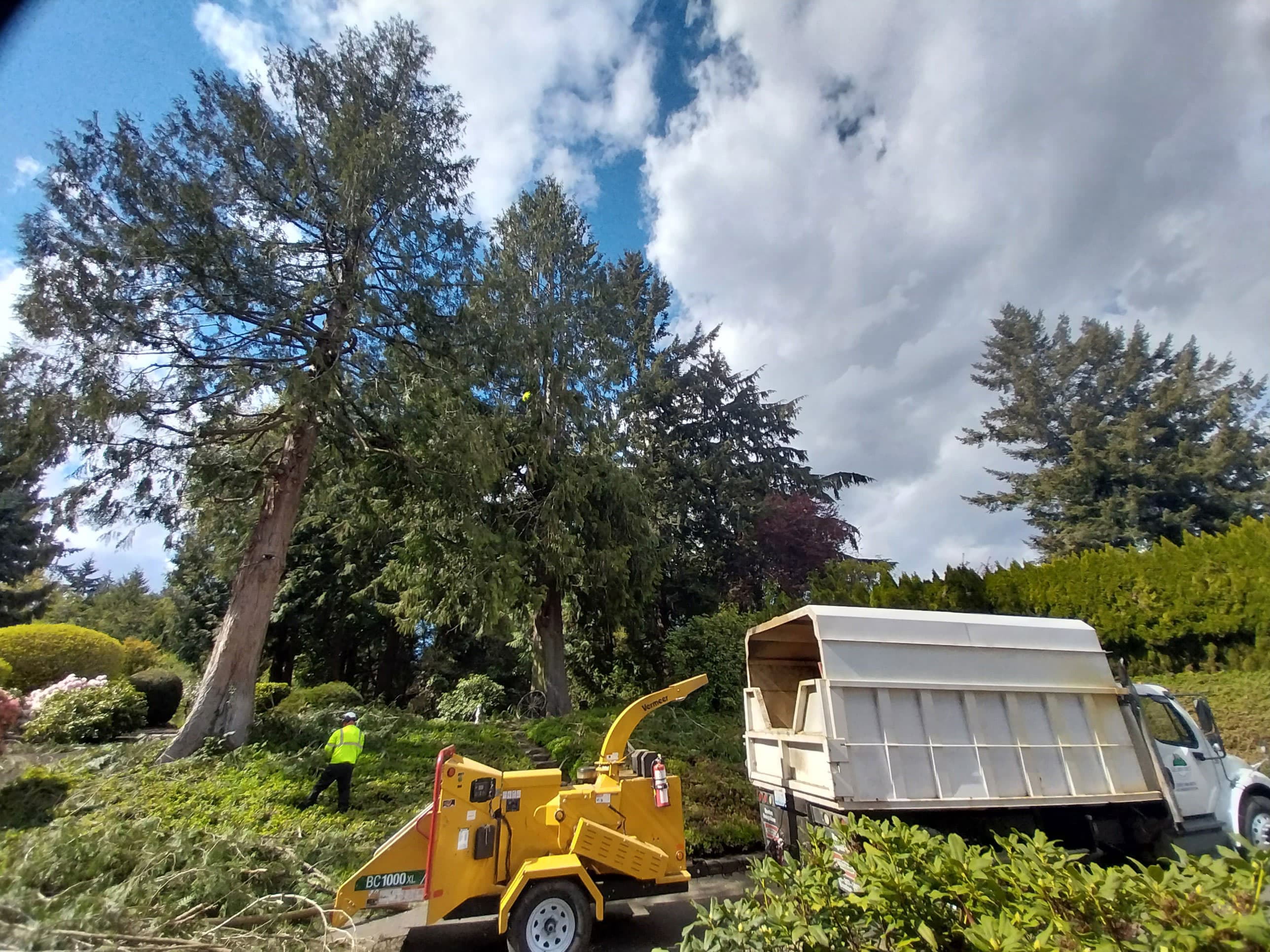 Wood chipper and dump truck clearing branches after tree removal job