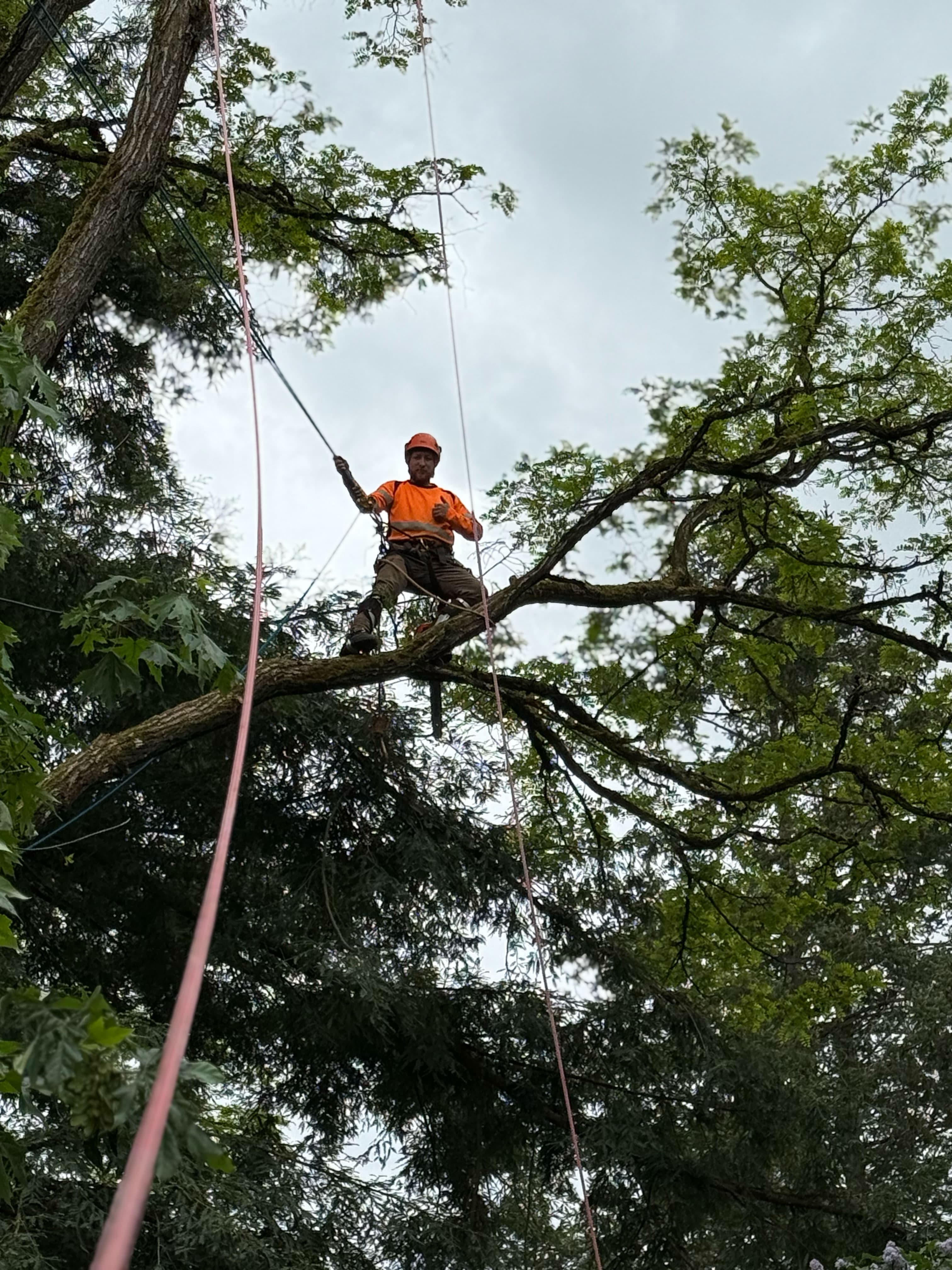 Tree climber safely secured with ropes while pruning high canopy branches