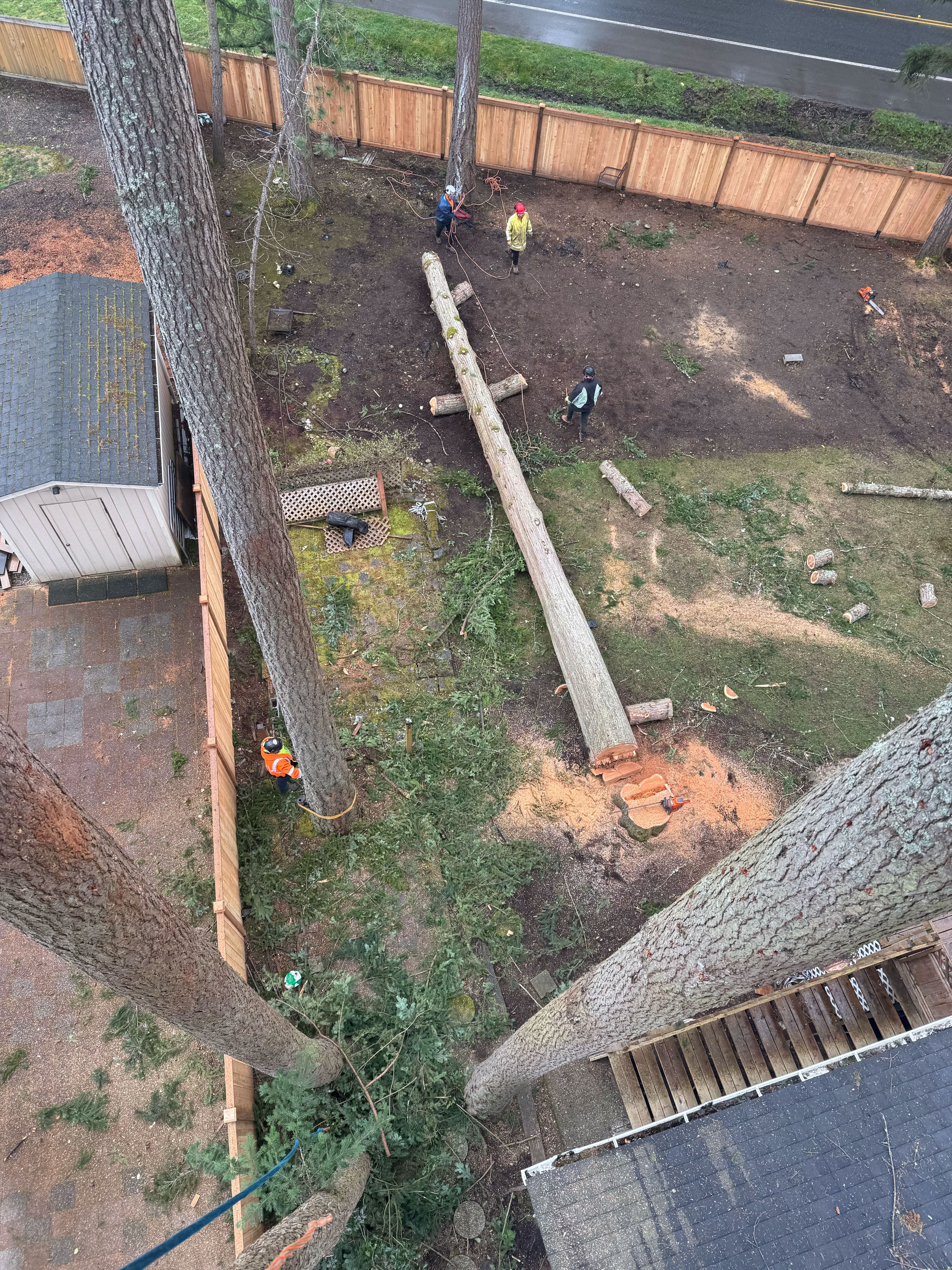 Tree removal crew cutting and sectioning large tree trunk in backyard