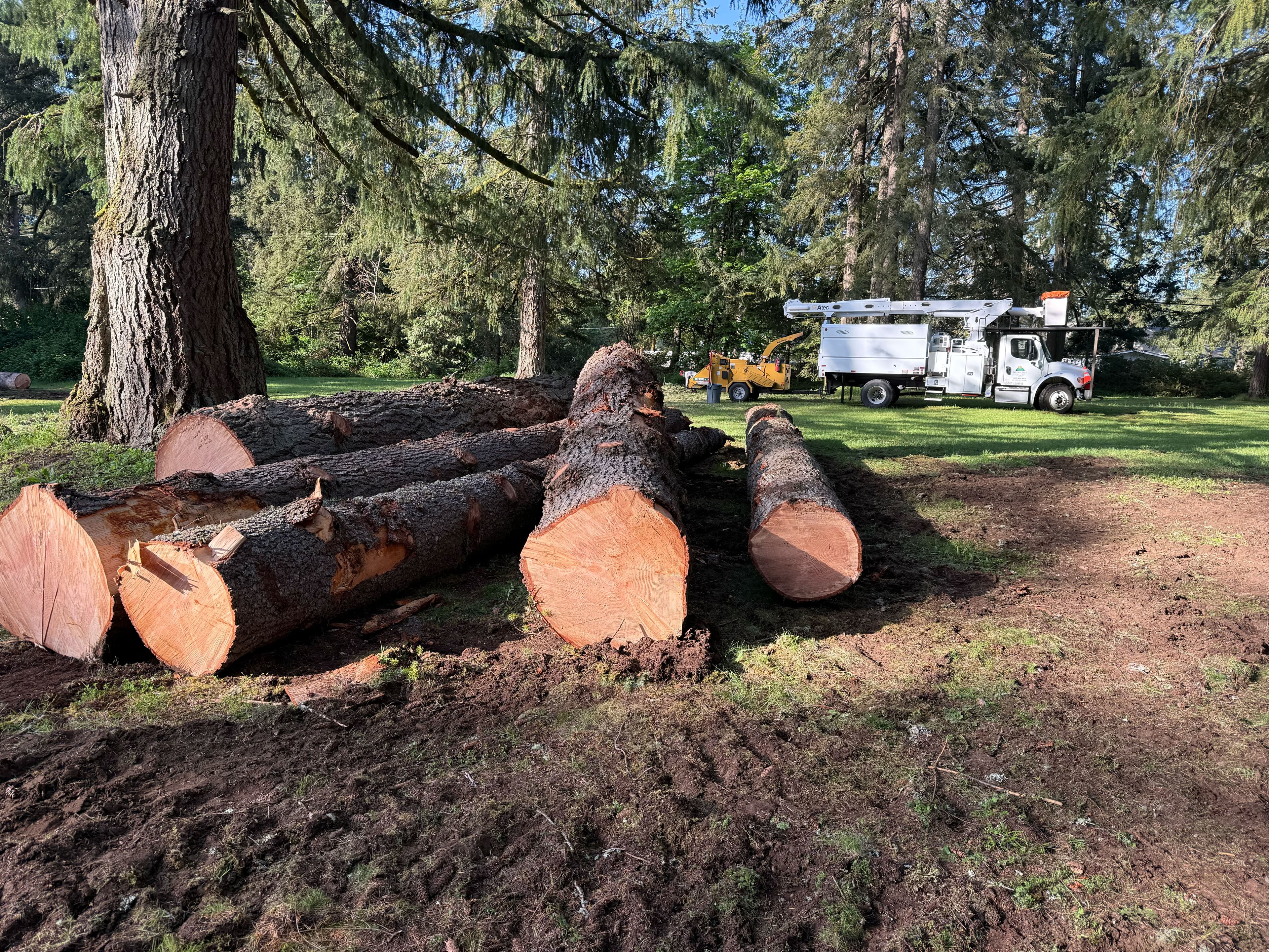 Large tree logs stacked after tree removal with equipment in background