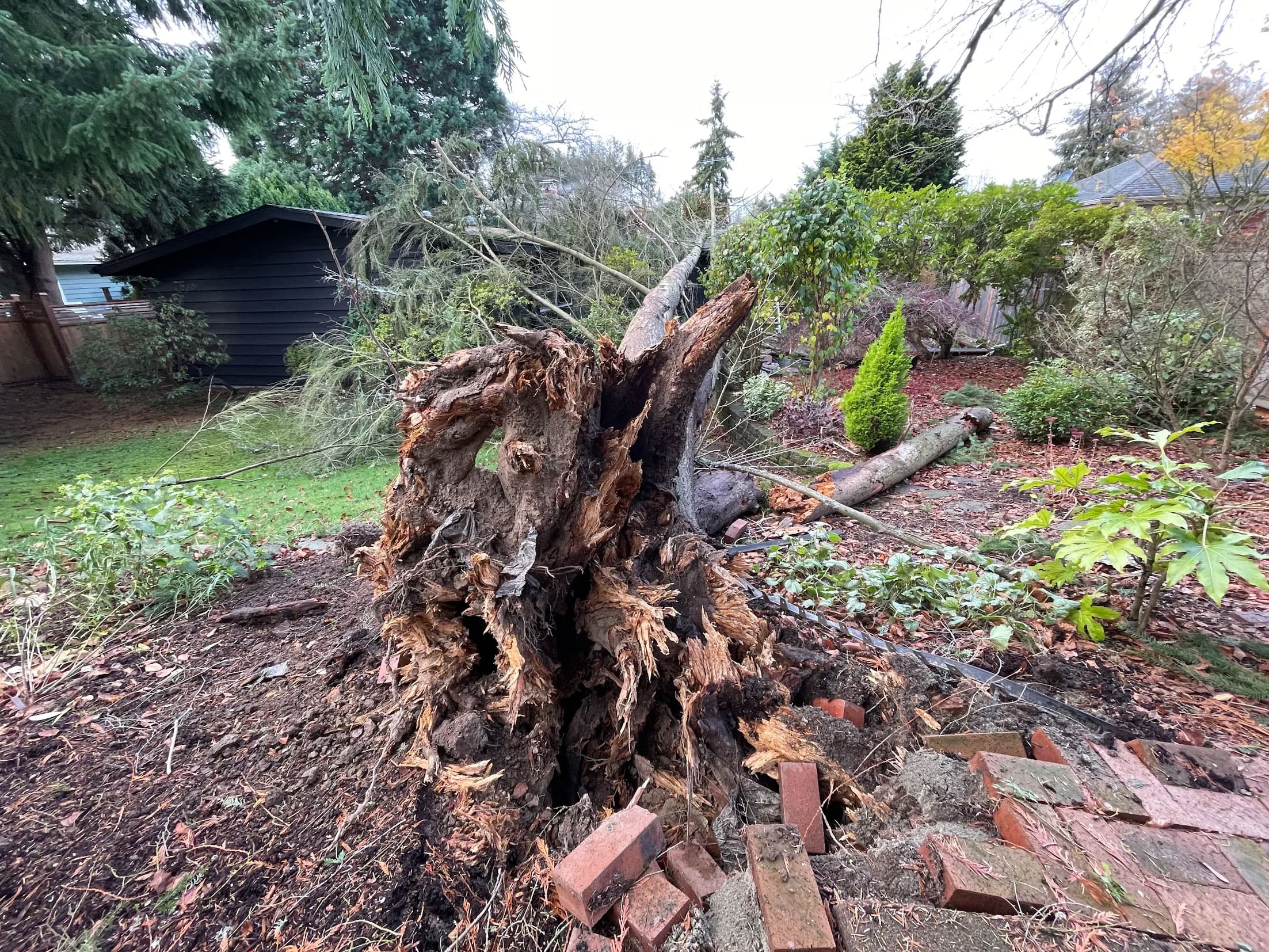 Uprooted tree with exposed roots after windstorm in backyard