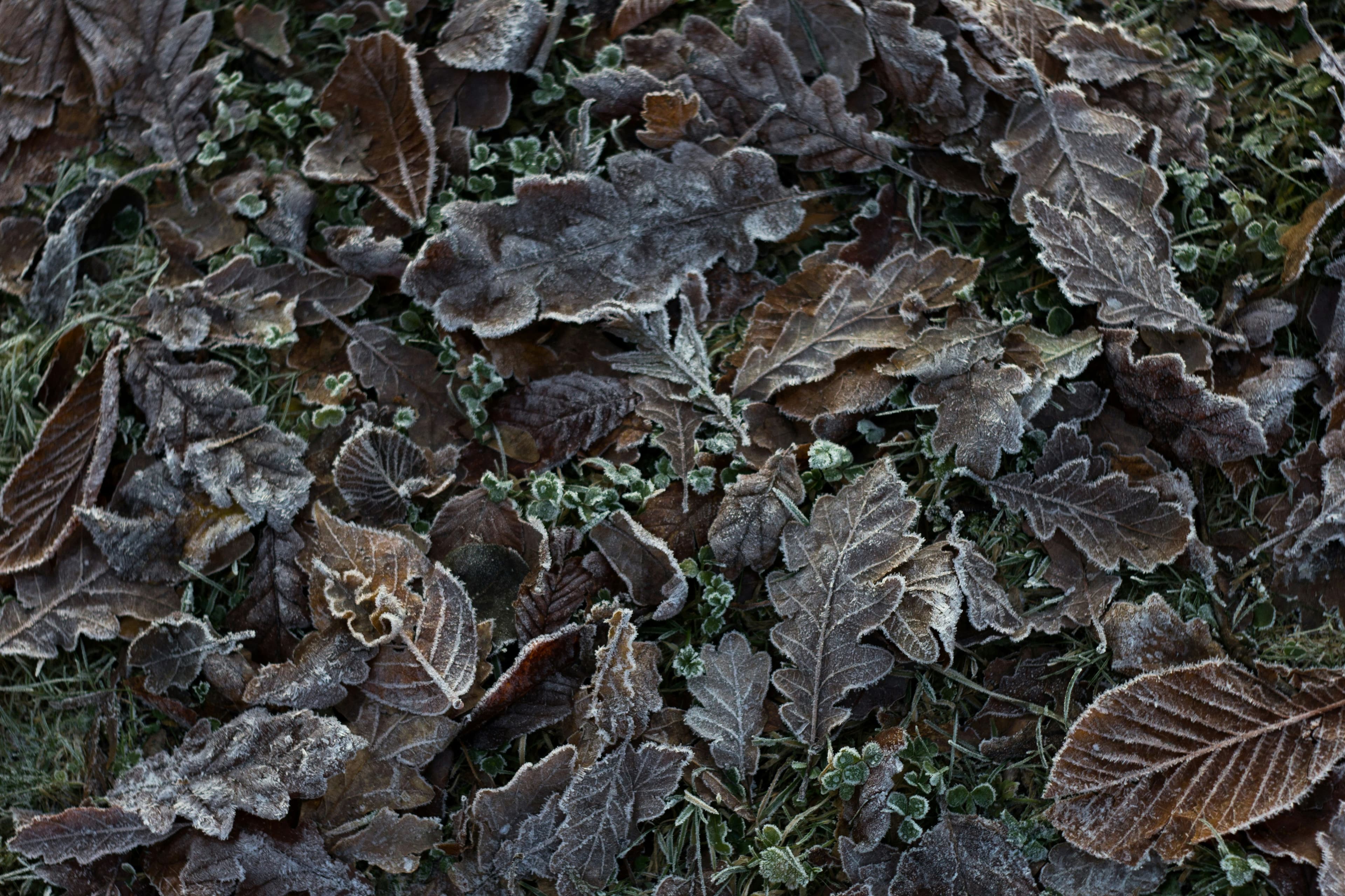Leaves covered with white powder-like fungal coating typical of powdery mildew.