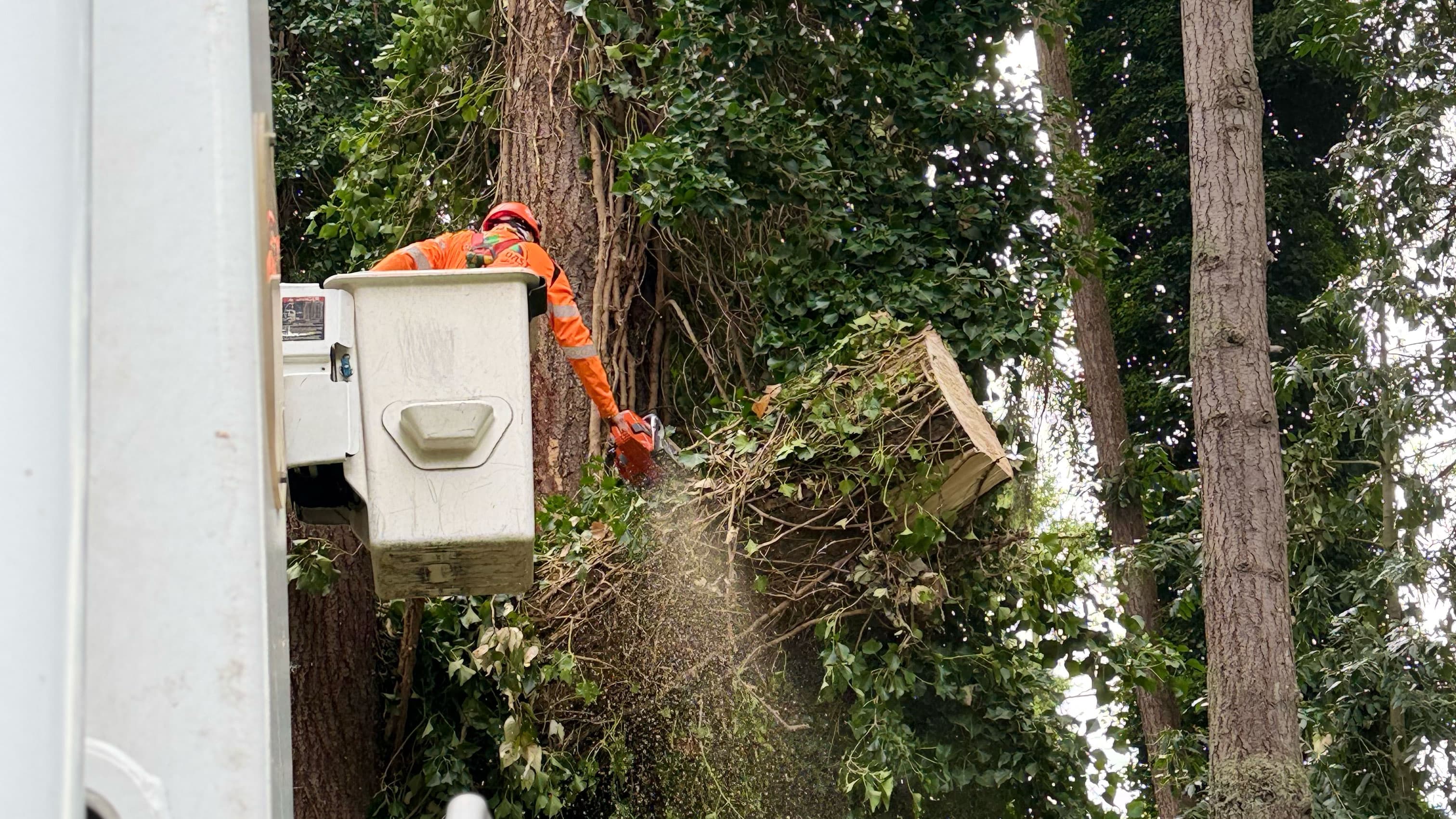Worker pruning ornamental tree branches in front yard