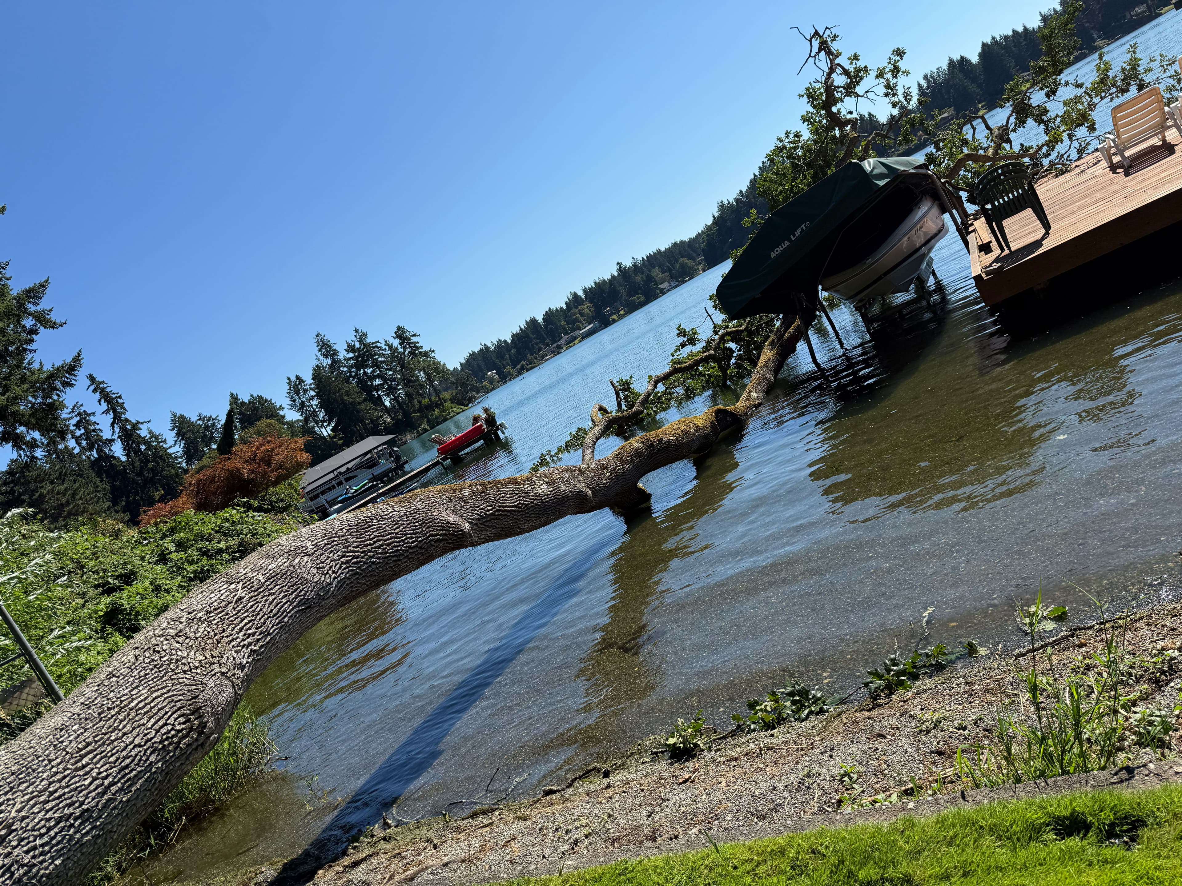 Large fallen tree extending into a lakeshore dock area near a boat lift, creating a waterfront safety hazard.