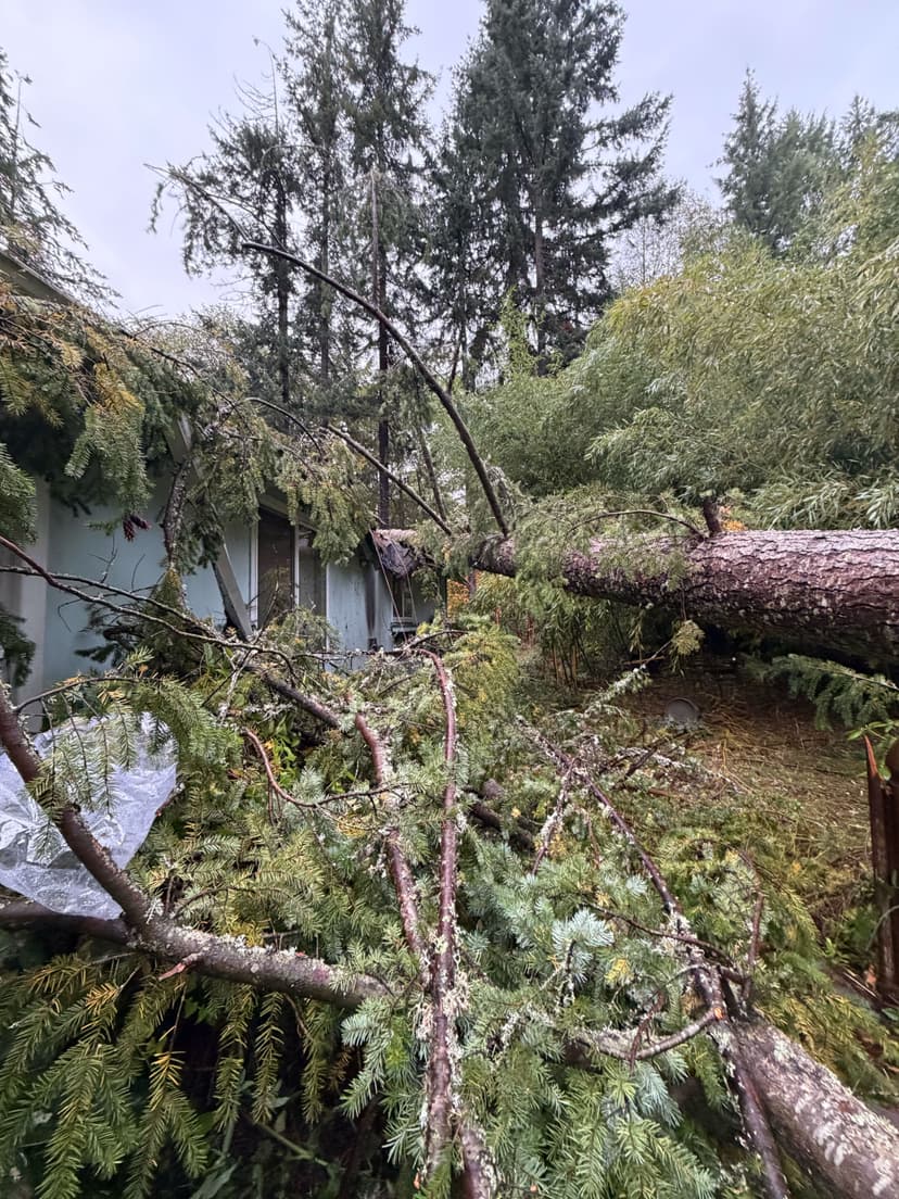 Large evergreen tree fallen onto a residential home roof after a storm, with broken branches covering the yard and structure.
