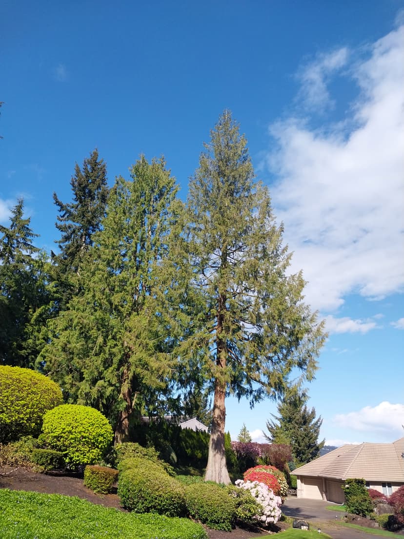Tall evergreen trees professionally maintained in a landscaped residential yard under a clear blue sky.