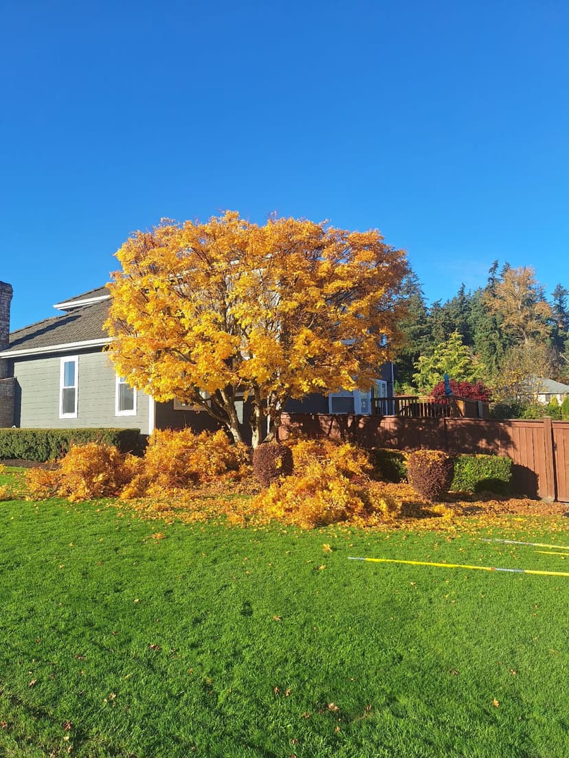 Freshly pruned deciduous tree with trimmed branches and leaves collected on a lawn in front of a suburban home.