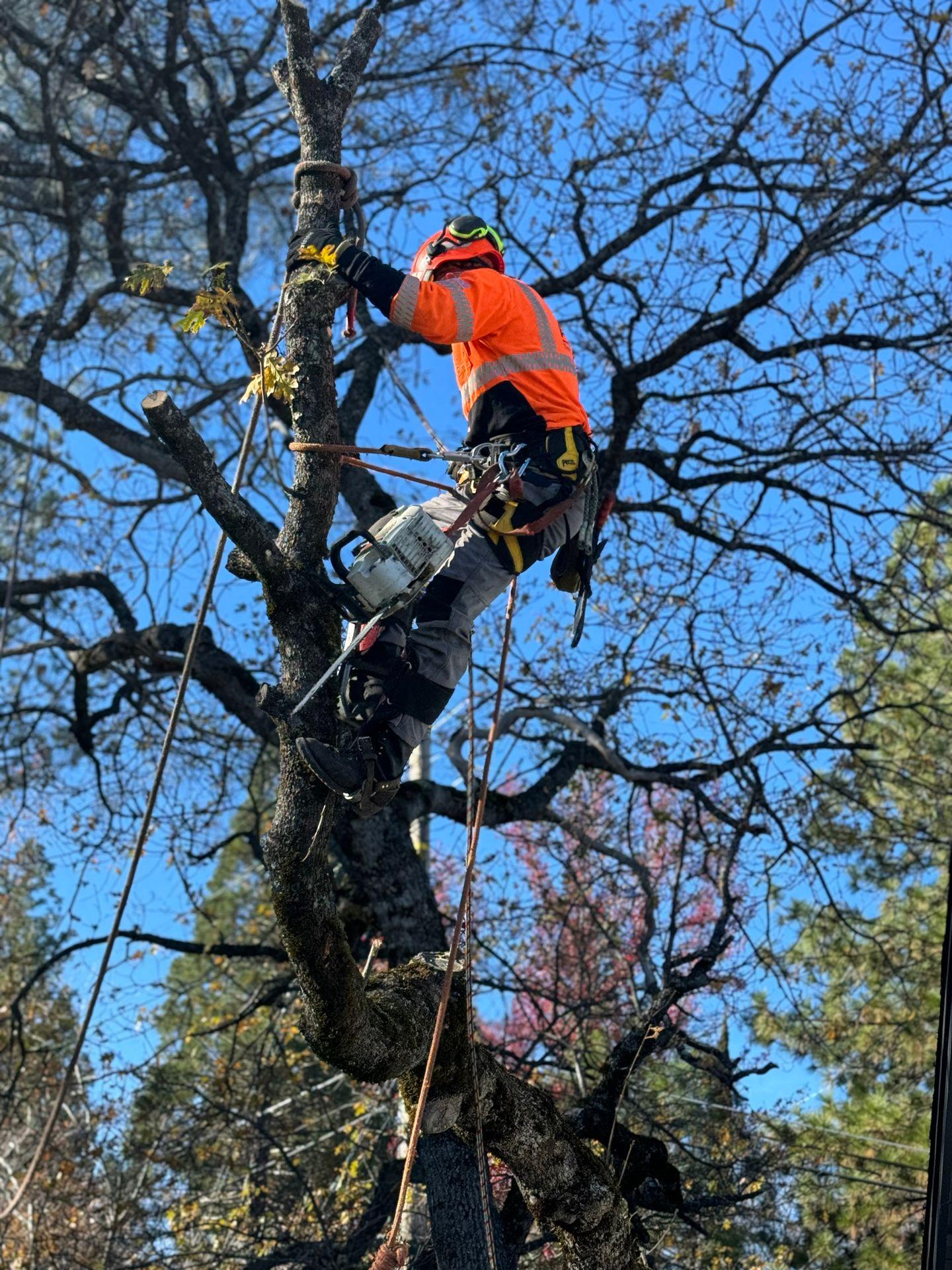 Arborist in safety gear climbing a tree with ropes and chainsaw on a clear day.