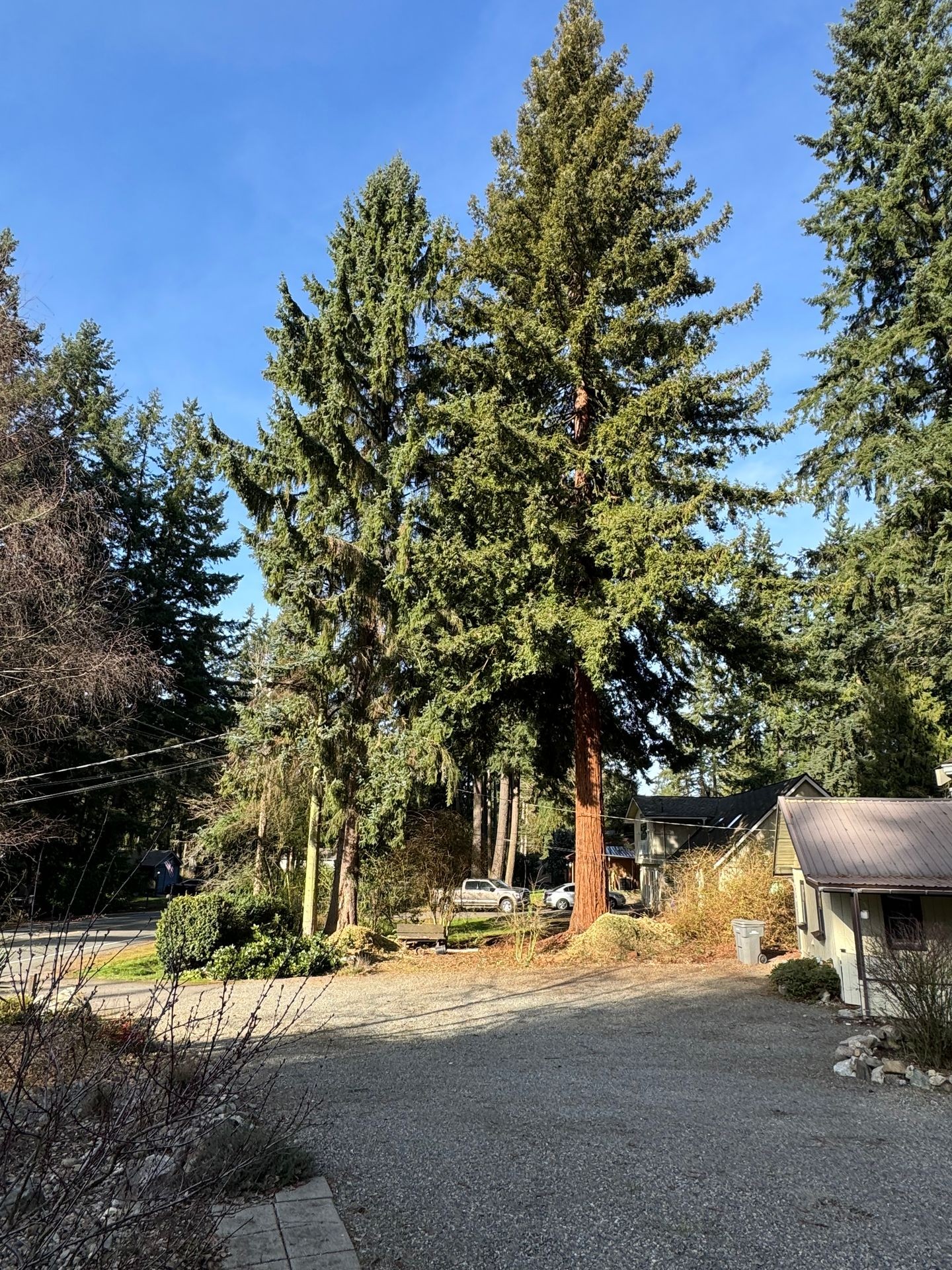 A gravel driveway leading to a house surrounded by tall evergreen trees under a clear blue sky.