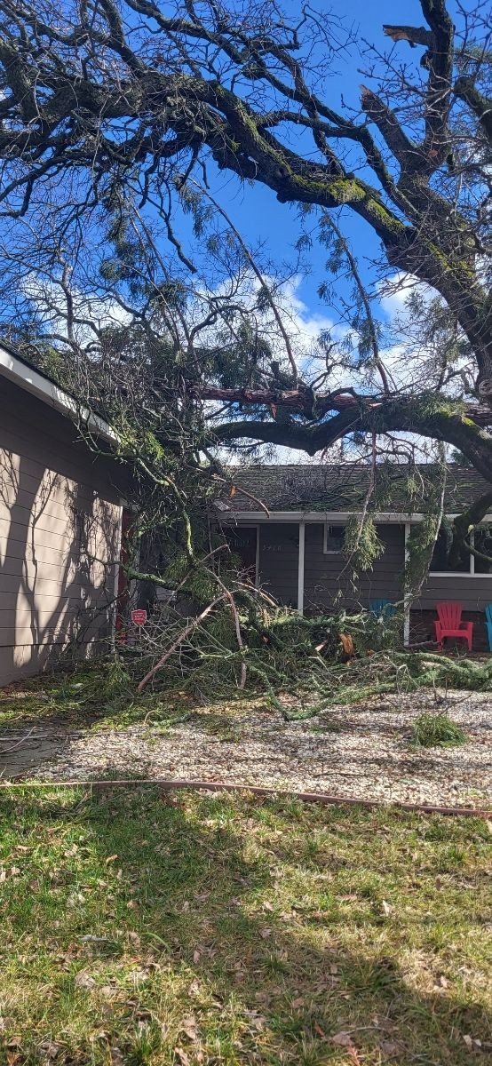 Emergency tree Removal the safety of your family comes first