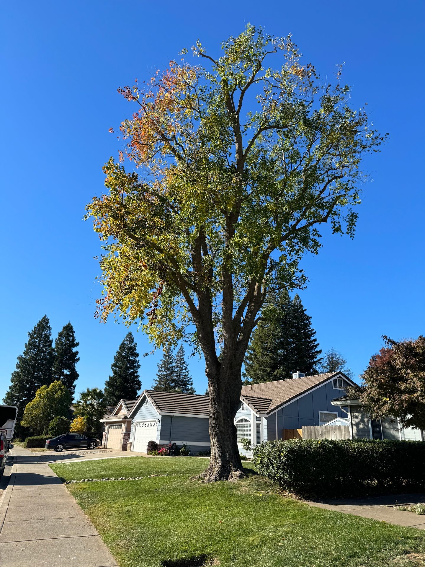 Excessive weight on limbs and trimming any crossing branches too reduce heavy load and a beautiful aesthetic look