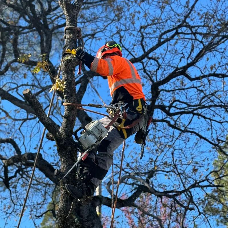 Tree feller with chainsaw strapped to a tree