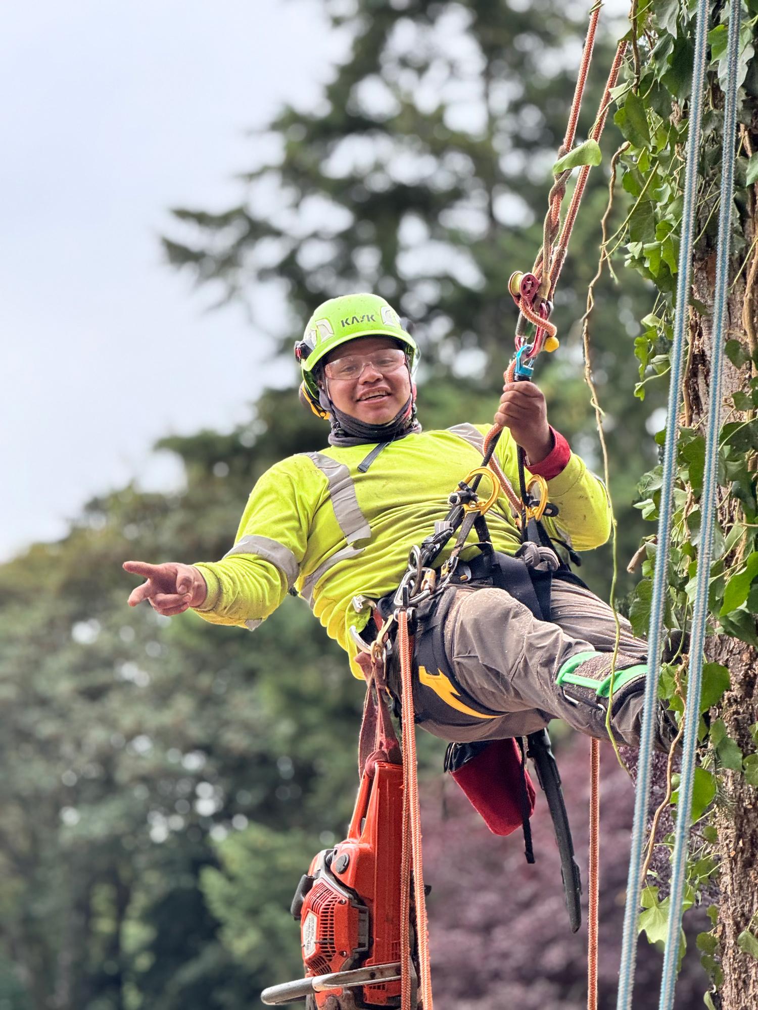 Professional arborist trimming a dangerous tree