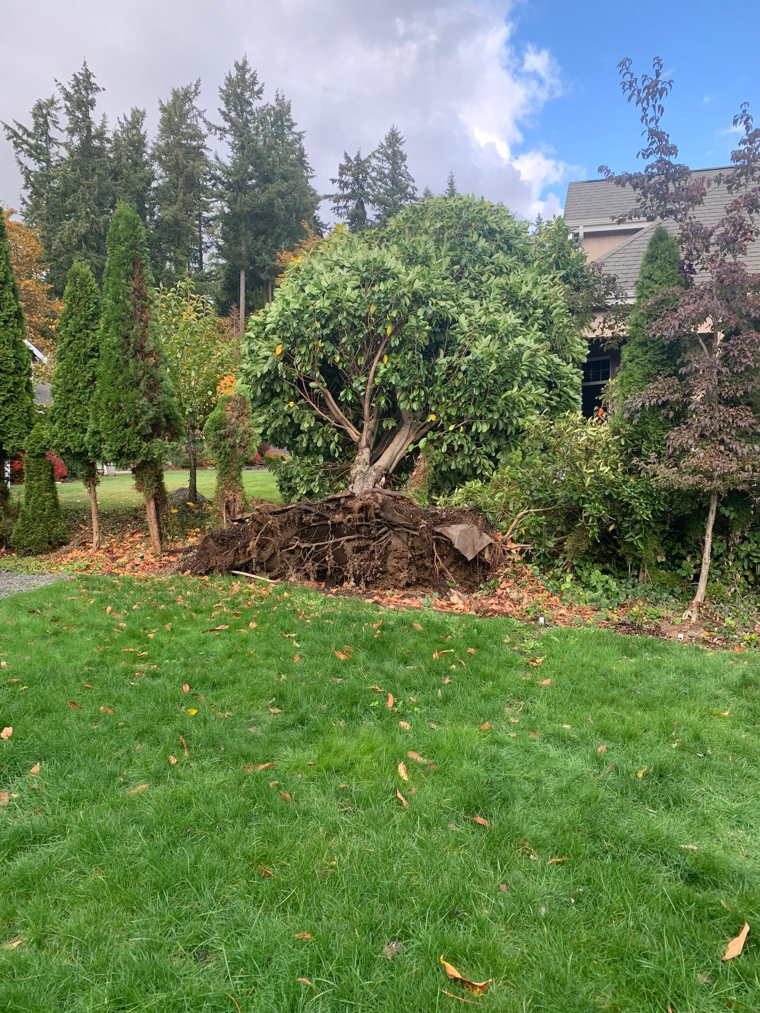 Dangerous uprooted tree from windstorm