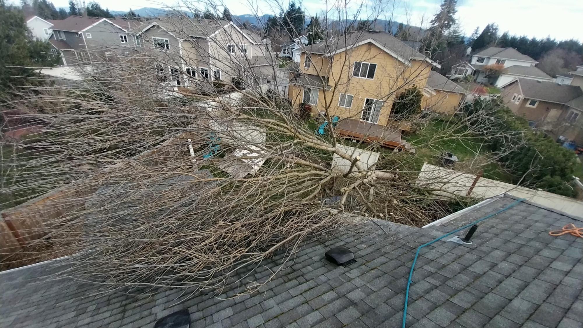 Windstorm tree fallen on roof damage