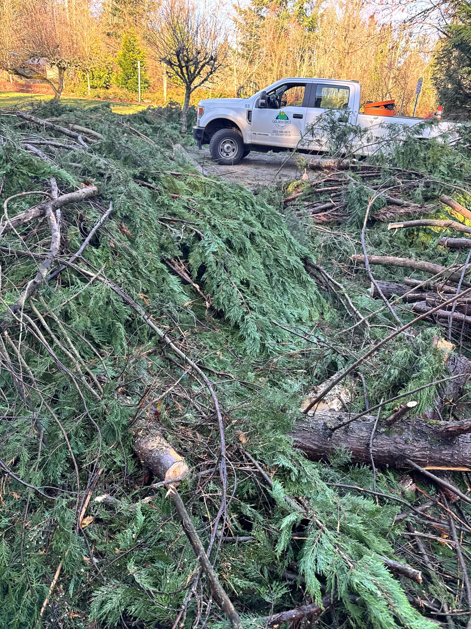 Piles of pine branches after a storm