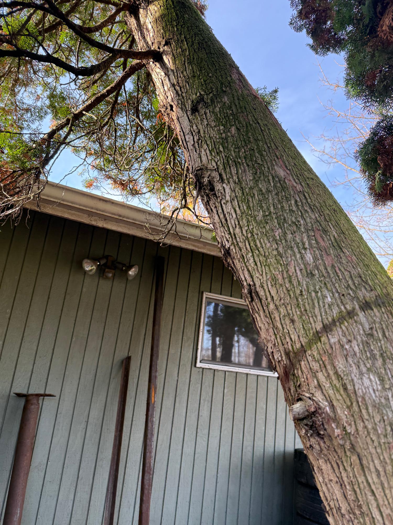 Large tree trunk leaning on house