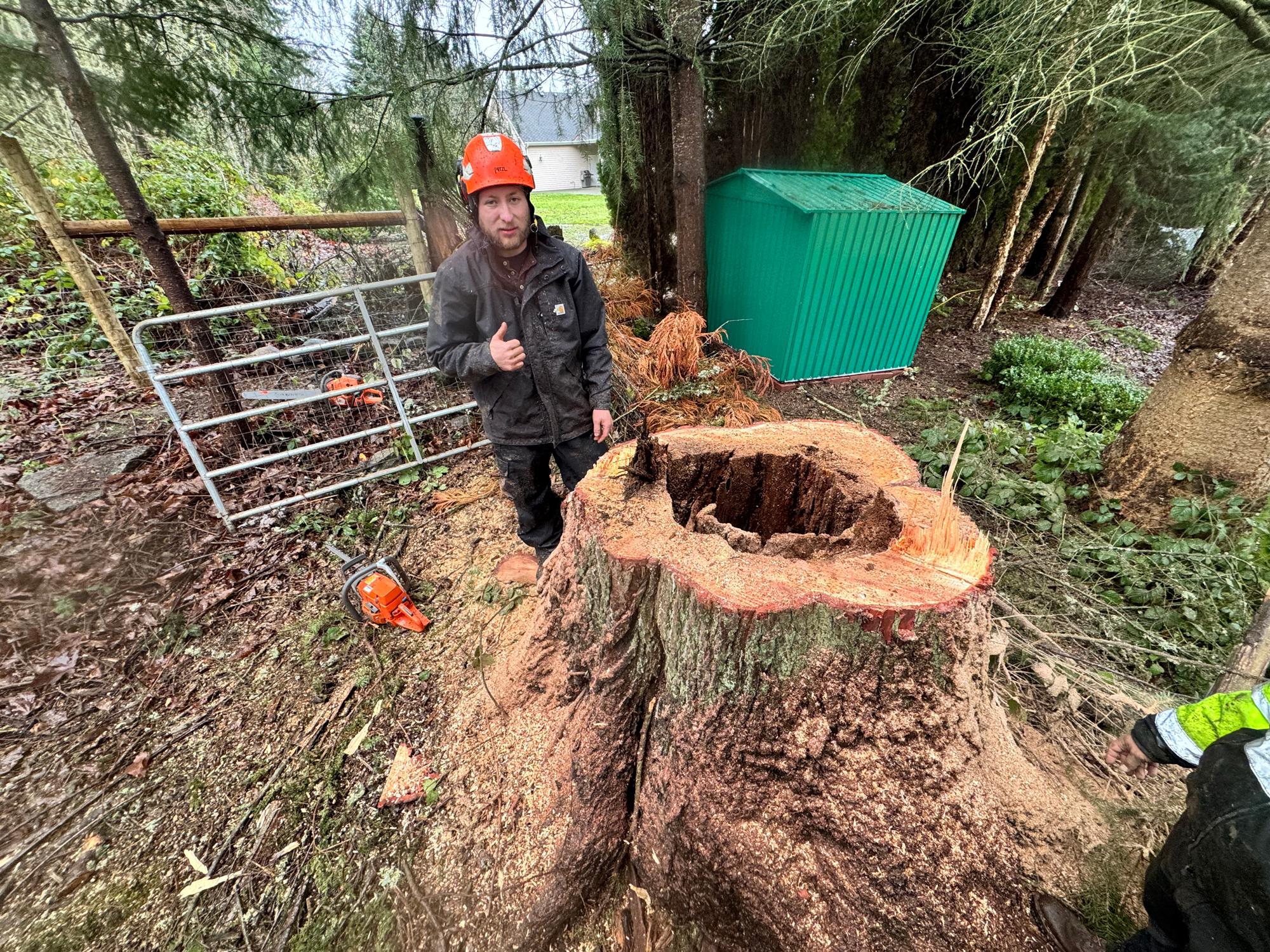 Tree feller grinding an old tree stump