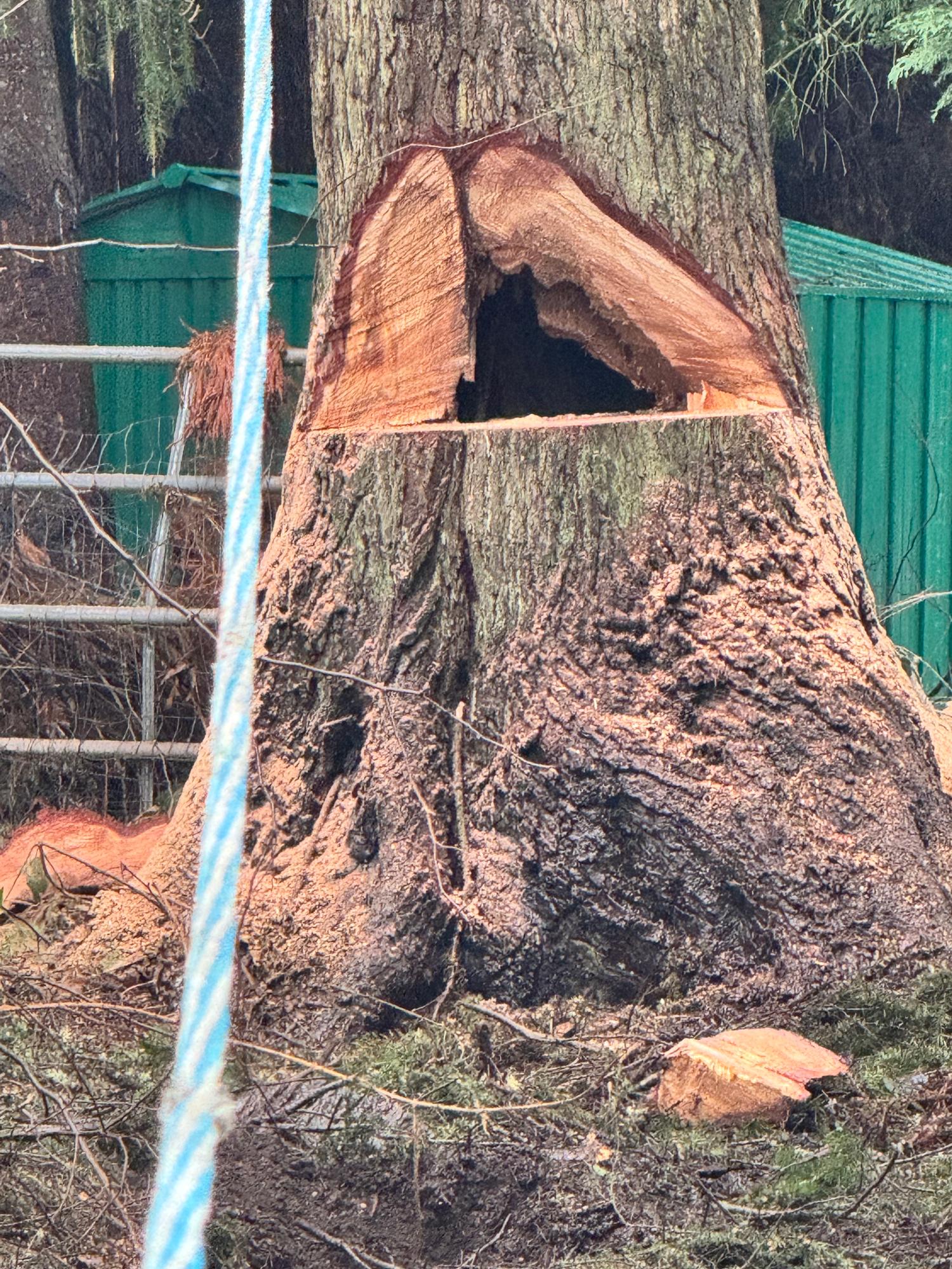 Hollow tree trunk being cut down