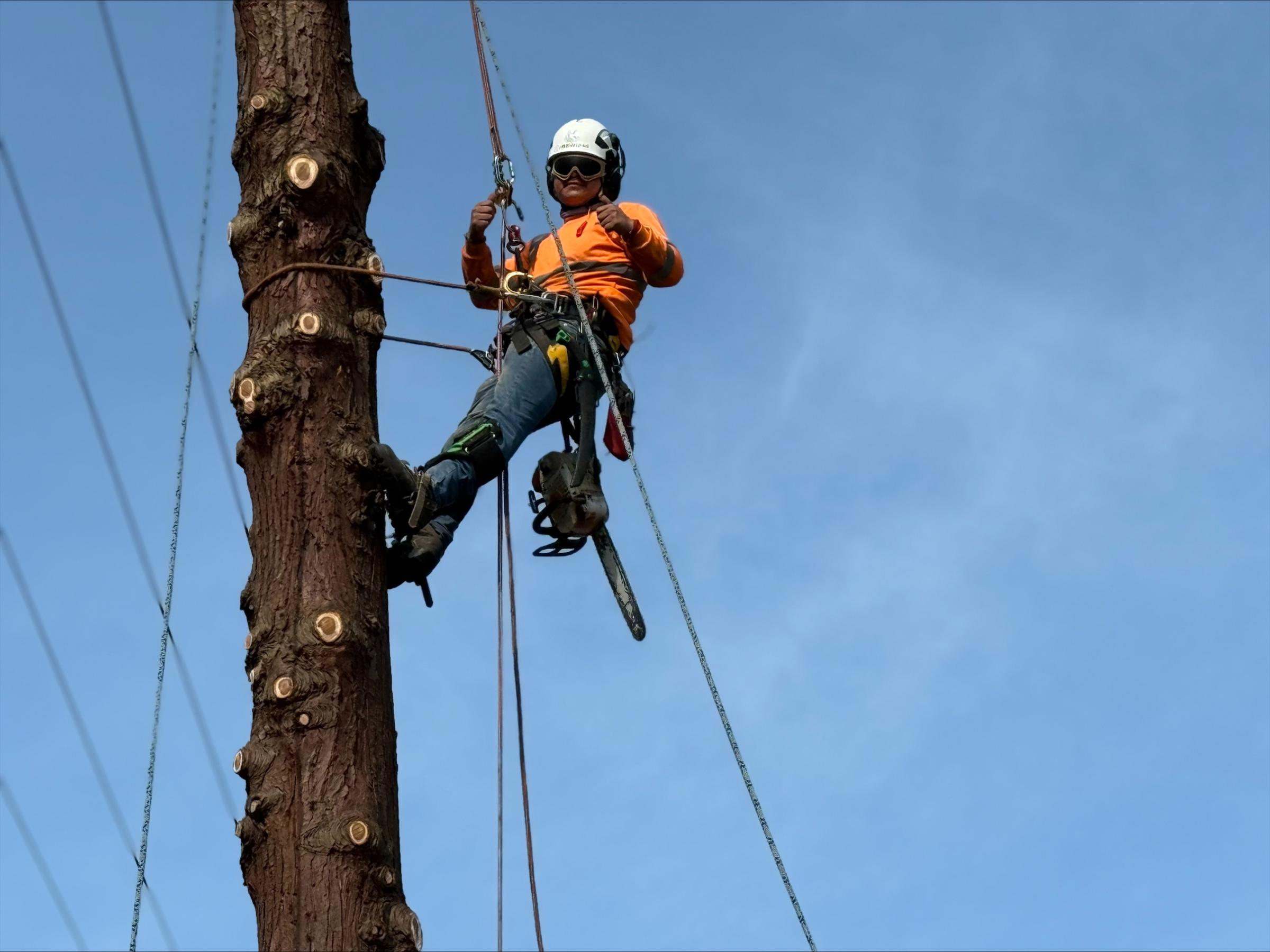 Golden Coast team member in a tree.