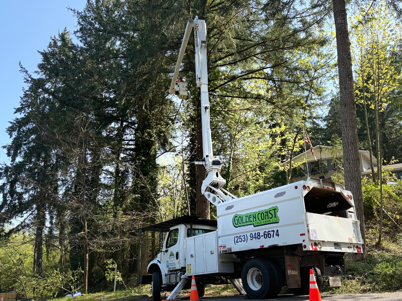 Bucket truck extended into a tall Douglas fir for a removal in Yelm, Washington